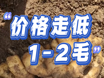 4月7日 安丘黑埠子（价格走低1-2毛） ()