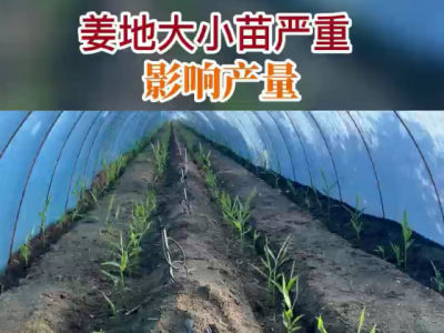 姜地大小苗严重影响产量 ()