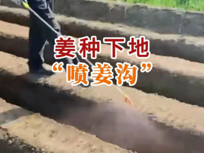 姜种下地“喷姜沟” ()