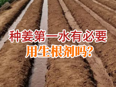 种姜第一水有必要用生根剂吗？ ()