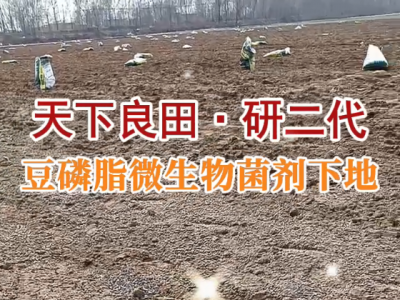 豆磷脂微生物菌剂已施入姜地 ()
