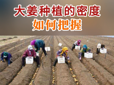 大姜种植密度如何把握？ ()
