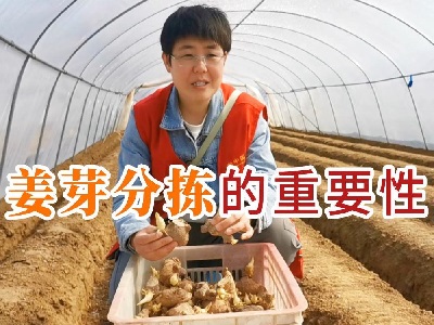 姜芽分拣的重要性 ()