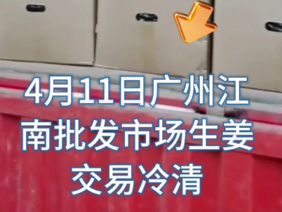 4月11日广州江南批发市场生姜价格行情 ()