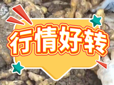 4月11日 安丘黑埠子（行情好转） ()