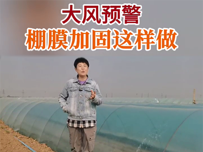 大风预警 棚膜加固这样做 ()