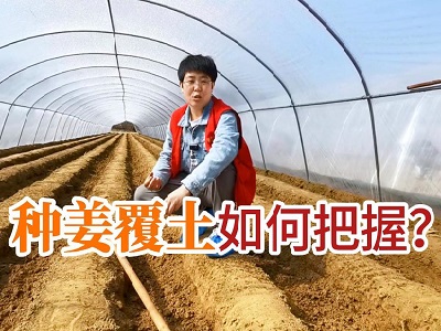 种姜覆土如何把握？ ()