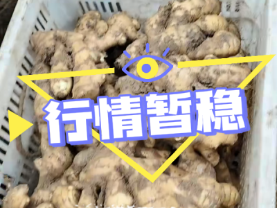 4月12日 安丘黑埠子（行情暂稳） ()