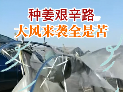种姜艰辛路 大风来袭全是苦 ()