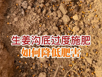 生姜沟底过度施肥，如何降低肥害？ ()