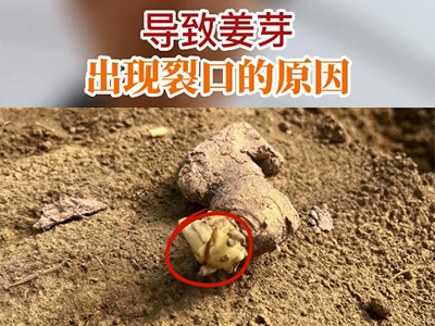 导致姜芽出现裂回的原因？ ()