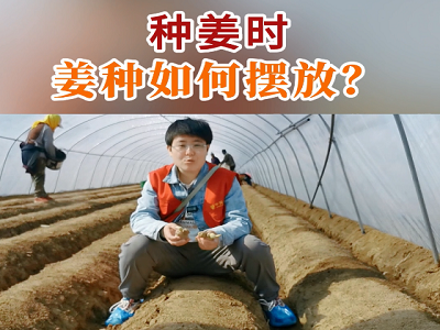 种姜时姜种如何摆放？ ()