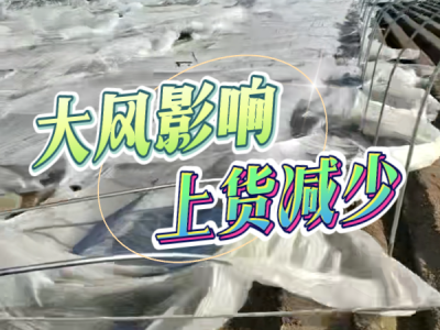 4月12日 生姜价格行情（大风影响，上货减少） ()