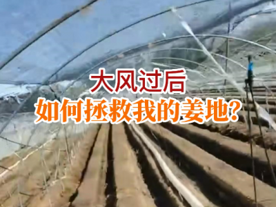 大风过后 如何拯救我的姜地？ ()