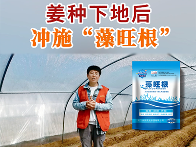 姜种下地后冲施“藻旺根” ()