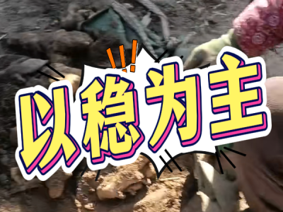 4月14日 安丘黑埠子（以稳为主） ()