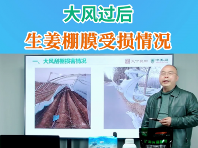 大风过后生姜棚膜受损情况 ()