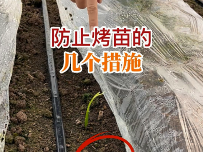 防止烤苗的几个措施 ()