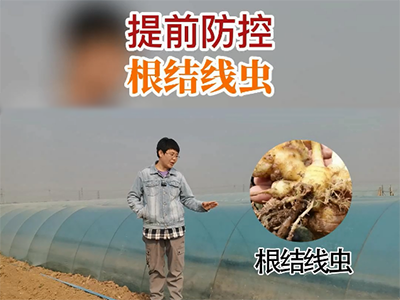 提前防控 根结线虫 ()