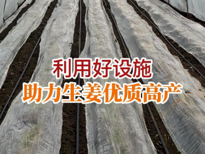 利用好设施 助力生姜优质高产 ()