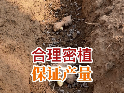 合理密植 保证产量 ()