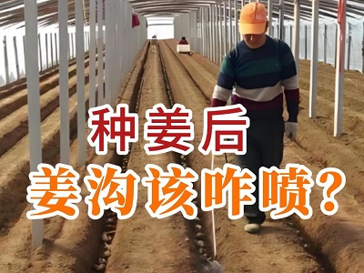 种姜后，姜沟该咋喷？ ()