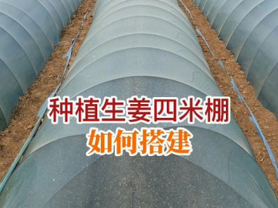 种植生姜四米棚如何搭建？ ()