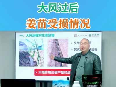 大风过后姜苗受损情况 ()