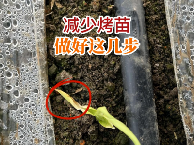 减少烤苗 做好这几步 ()