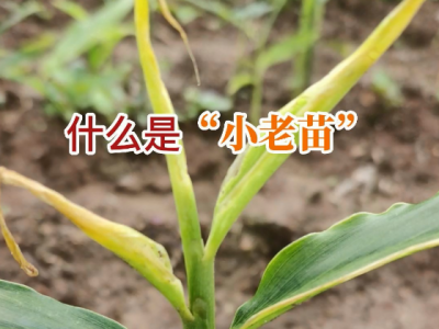 什么是“小老苗”？ ()