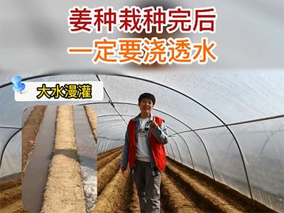 姜种栽种完后 一定要浇透水 ()