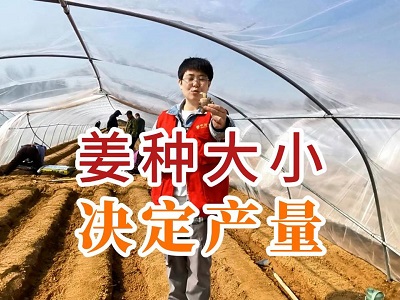 姜种大小决定产量 ()