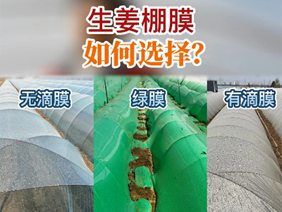 生姜棚膜如何选择？ ()