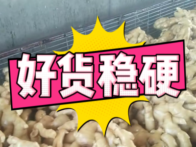 4月16日 生姜价格行情（好货稳硬） ()