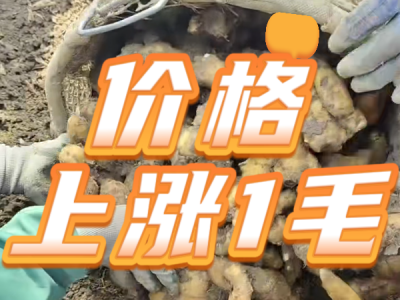 4月16日 安丘黑埠子（价格上涨1毛） ()