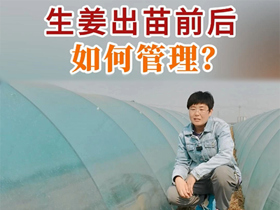 生姜出苗前后如何管理？ ()