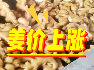 4月17日 生姜价格行情（姜价上涨） ()