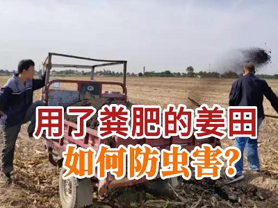 用粪肥的姜田如何防虫害？ ()