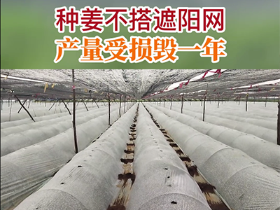 种姜不搭遮阳网 产量受损毁一年 ()
