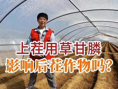 上茬用草甘膦影响后茬作物吗？ ()