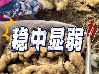 4月18日 安丘黑埠子（稳中显弱） ()