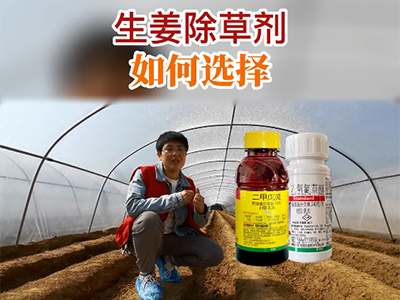 生姜除草剂如何选择？ ()