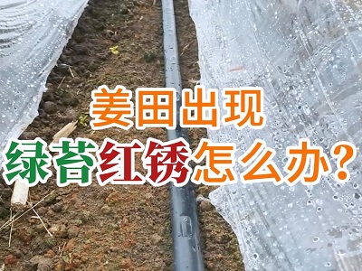 姜田出现绿苔红锈怎么办？ ()