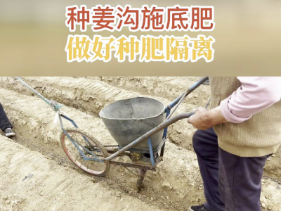 种姜沟施底肥 做好种肥隔葛 ()