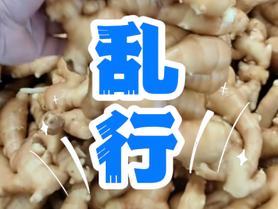 4月21日 生姜价格行情（乱行） ()