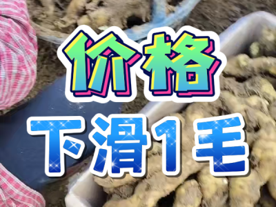 4月21日 安丘黑埠子（价格下滑1毛） ()