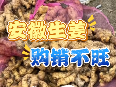 4月23日 生姜价格行情（安徽生姜购销不旺） ()