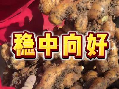 4月23日 安丘黑埠子（稳中向好） ()