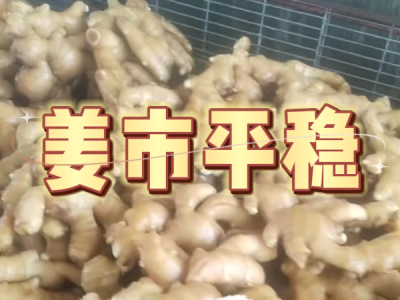 4月24日 生姜价格行情（姜市平稳） ()