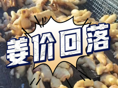 4月25日 生姜价格行情（姜价回落） ()